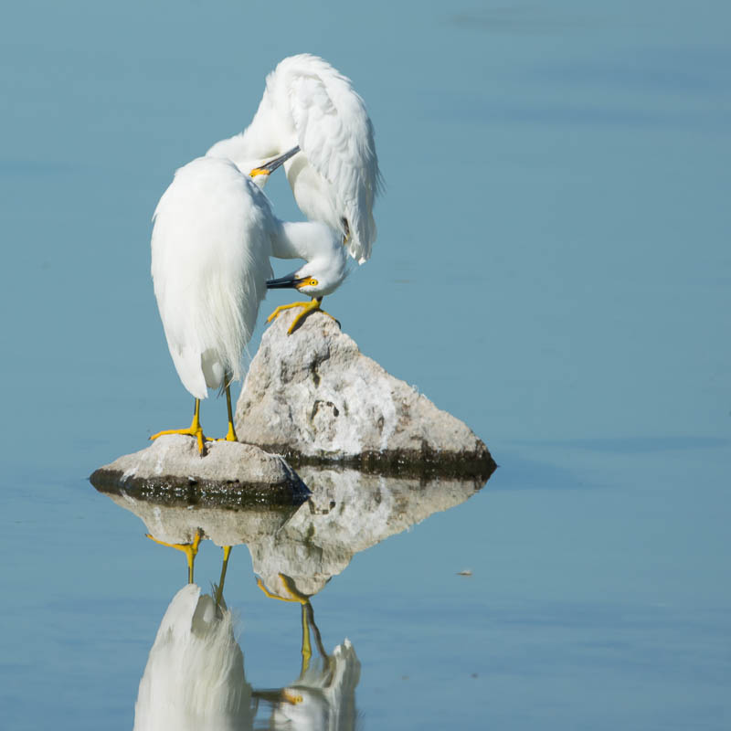 Amerikaanse Kleine Zilverreiger